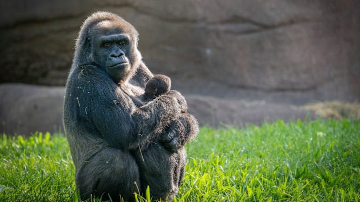 Mama gorilla, Bandia makes her way around the Great Apes of Harambee Habitat at the Detroit Zoo as her newborn clings to her chest on Thursday, Aug. 22, 2024.