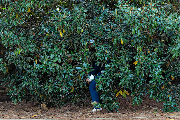 Scottie Scheffler looks through a tree for an opening to play his second shot.