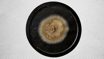 One of the original samples of Alexander Fleming’s penicillin mold.