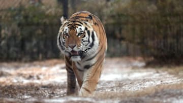 Jan 28, 2014; Baton Rouge, LA, USA; LSU Tigers live mascot Mike the Tiger in his cage as sleet falls covering the area in ice prior to tipoff of the LSU Tigers vs Kentucky Wildcats game. Mandatory Credit: Crystal LoGiudice-Imagn Images