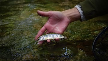 The crown jewel of the Blue Ridge Mountains – a native Appalachian brook trout. 