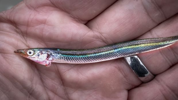 A closeup of a sand eel in a hand.