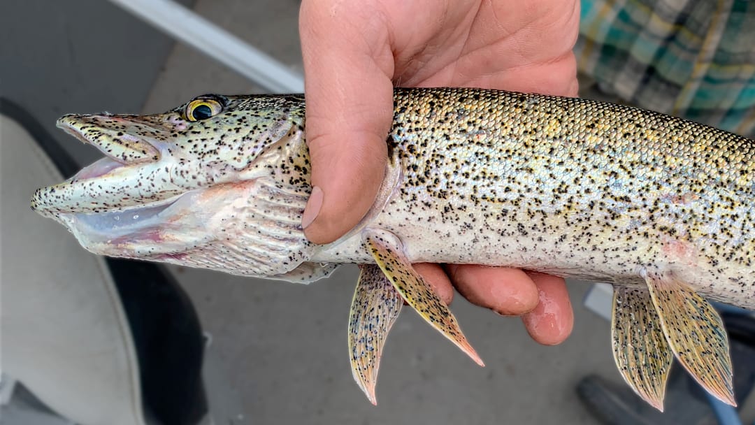 Fish sometimes get diseases. This northern pike is heavily infected with neascus, which is commonly called black spot disease. Fish sometimes get diseases. This northern pike is heavily infected with neascus, which is commonly called black spot disease.