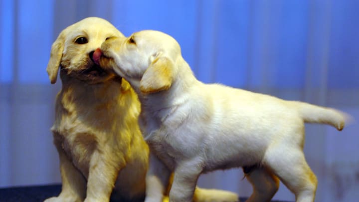 UK: The Andrex Puppy At Madame Tussauds UK: The Andrex Puppy At Madame Tussauds