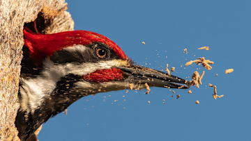 Who would have thought a woodpecker could be so destructive.