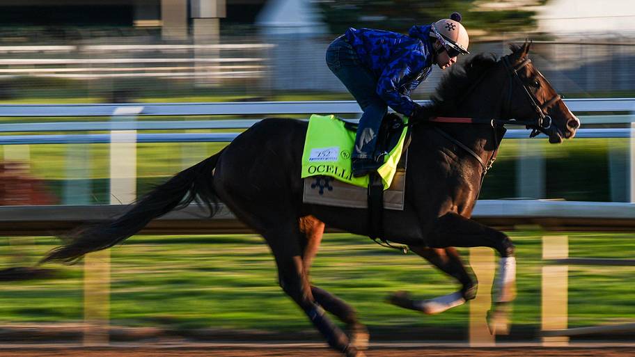 Ocelli is the only Derby horse likely to run in the Preakness.