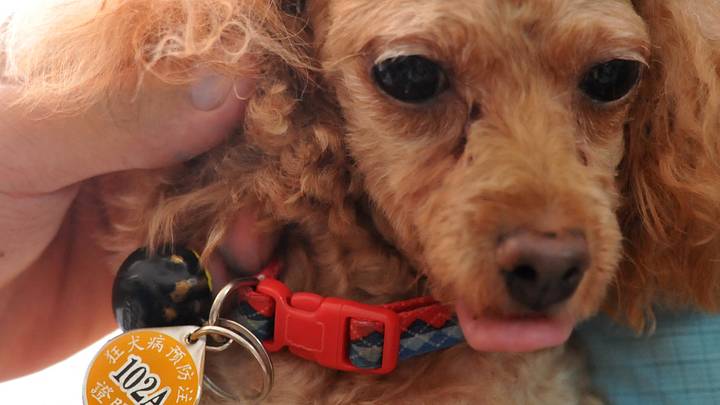 TAIWAN-HEALTH-RABIES TAIWAN-HEALTH-RABIES