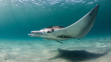 This one‘s a juvenile female, according to the Marine Megafauna Foundation.