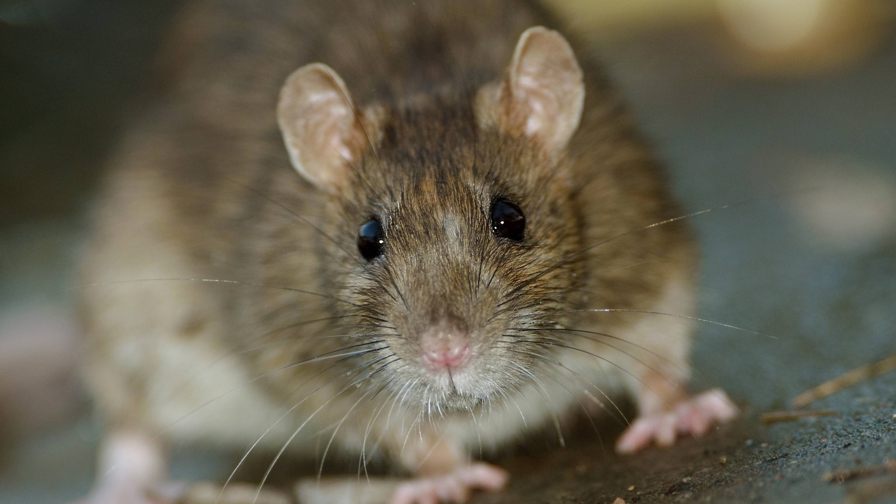 The Most Rat-Infested Cities in the U.S., Ranked