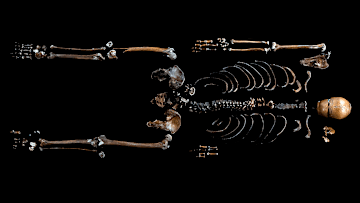 The assembled skeleton of the Well Man.