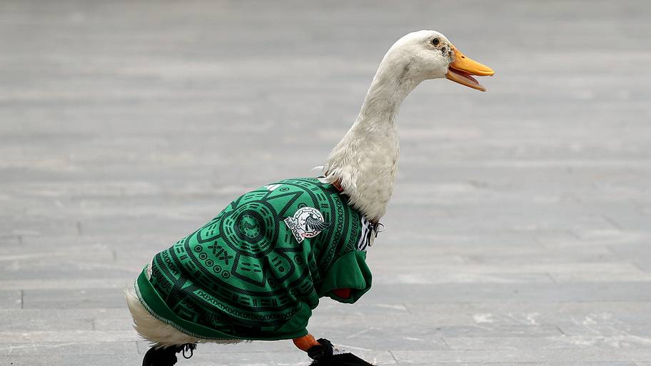 Merlin the Duck strutting his stuff.