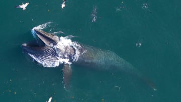 A humpback whale feeds off the coast of California.