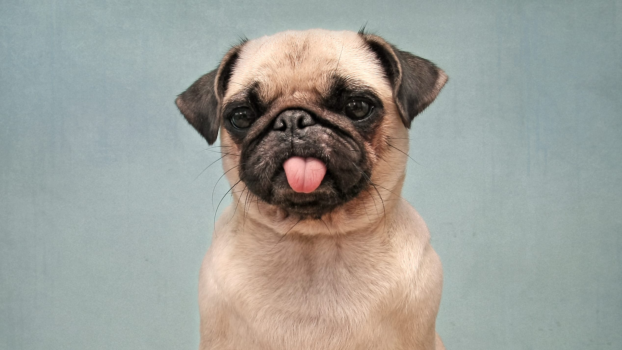 Fun Facts All About Pug Puppies Sale Facts About Pug Online Sale - Main Image