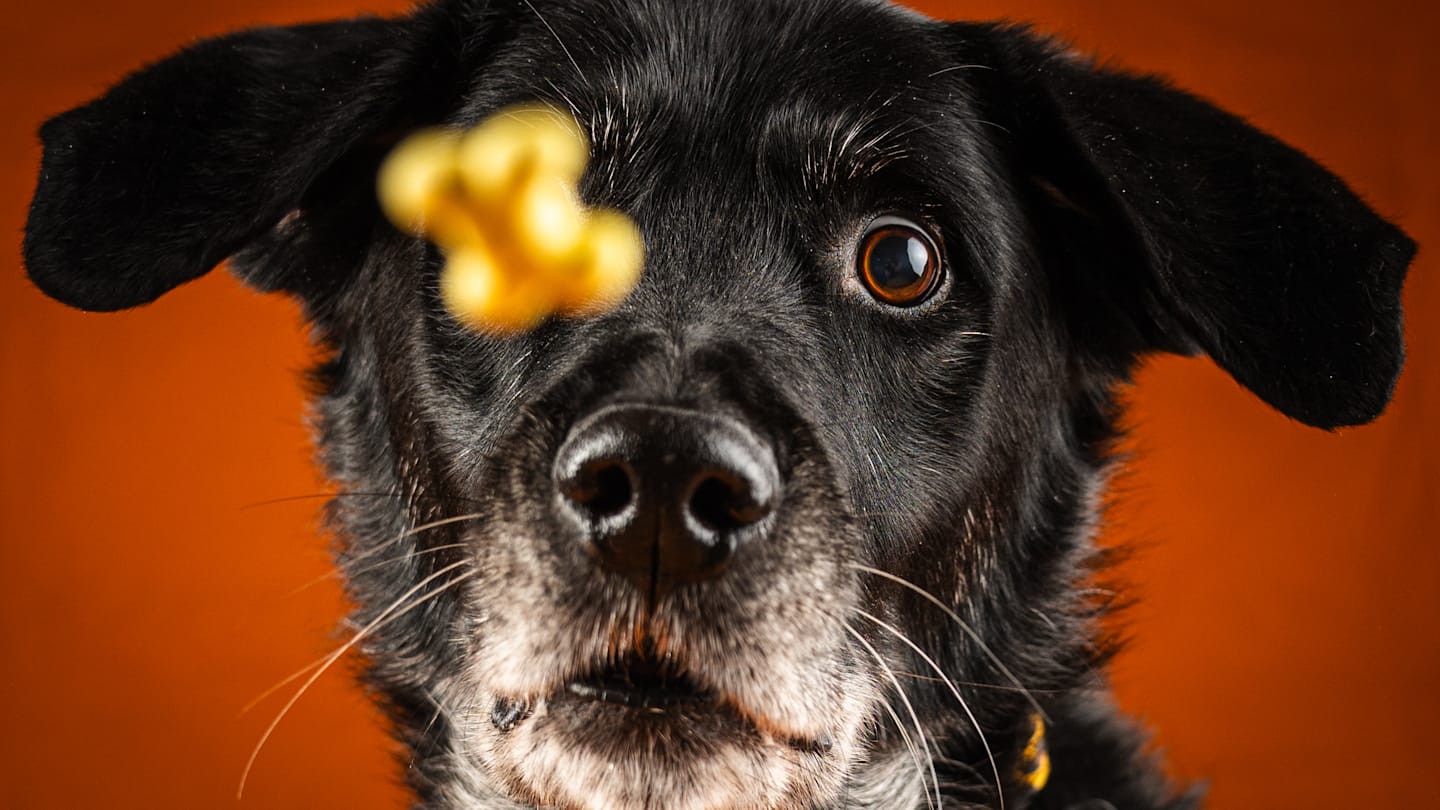 Can dogs eat bacon? (The answer might surprise you!)