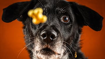 Loyal friends' excitement for treats