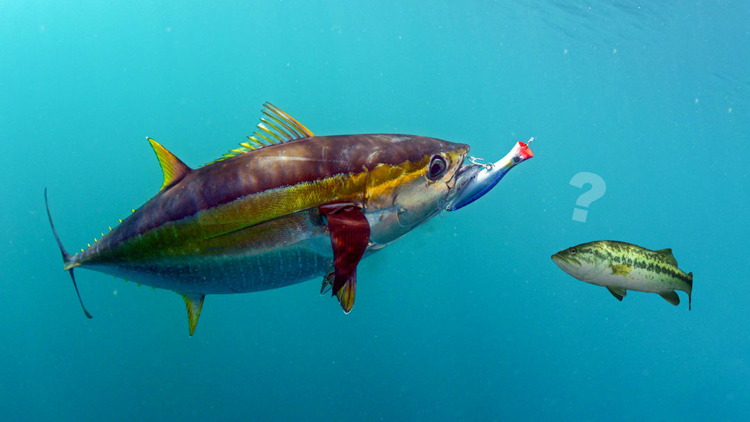 What can catching yellowfin tuna on poppers teach you about catching bass back home?