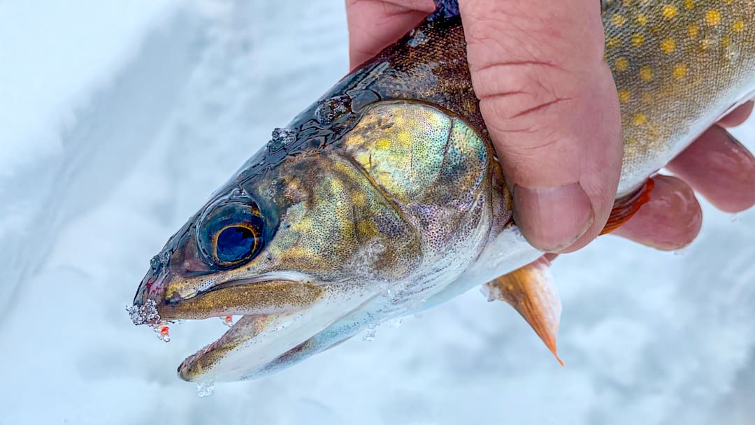 Walleyes got lockjaw? Trout bite reliably all winter and are a lot of fun to catch.