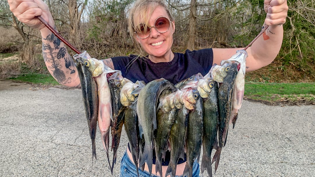 When the white bass make their spring spawning run, anglers can catch a lot of fish in no time.