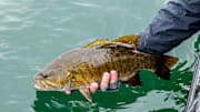 In this edition of The Starting Spot Daily Bass Fishing Headlines, Ish Monroe Powerfishes for a Delta Victory, the Largest Spotted Bass Ever in Oregon But It Isn’t a Record, and Smallies in Lake St Clair Are Getting Bigger.