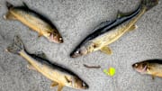 Learn how to fish a spinner crawler harness over weed beds for walleyes—creating the best rig, bullet sinker tips, and shallow water trolling techniques.