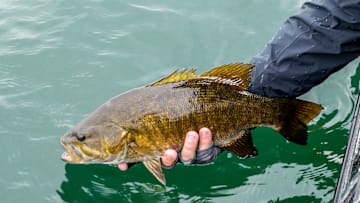 In this edition of The Starting Spot Daily Bass Fishing Headlines, Ish Monroe Powerfishes for a Delta Victory, the Largest Spotted Bass Ever in Oregon But It Isn’t a Record, and Smallies in Lake St Clair Are Getting Bigger.