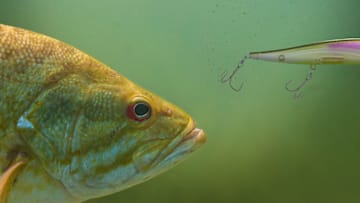 A clear-water bass shadows a jerkbait without striking. Yes, it's maddening but it's also giving you clues to the subtle adjustments you can make to turn the next follower into a biter.