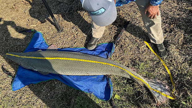 An overhead view of the big gar with a yellow tape measure stretched from its nose to tail was 7 feet, 3 inches long.