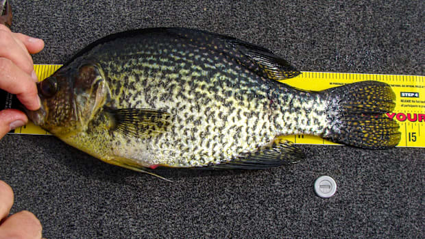 Spring Crappie Fishing Tips: How to Catch Shallow Spawning Crappies