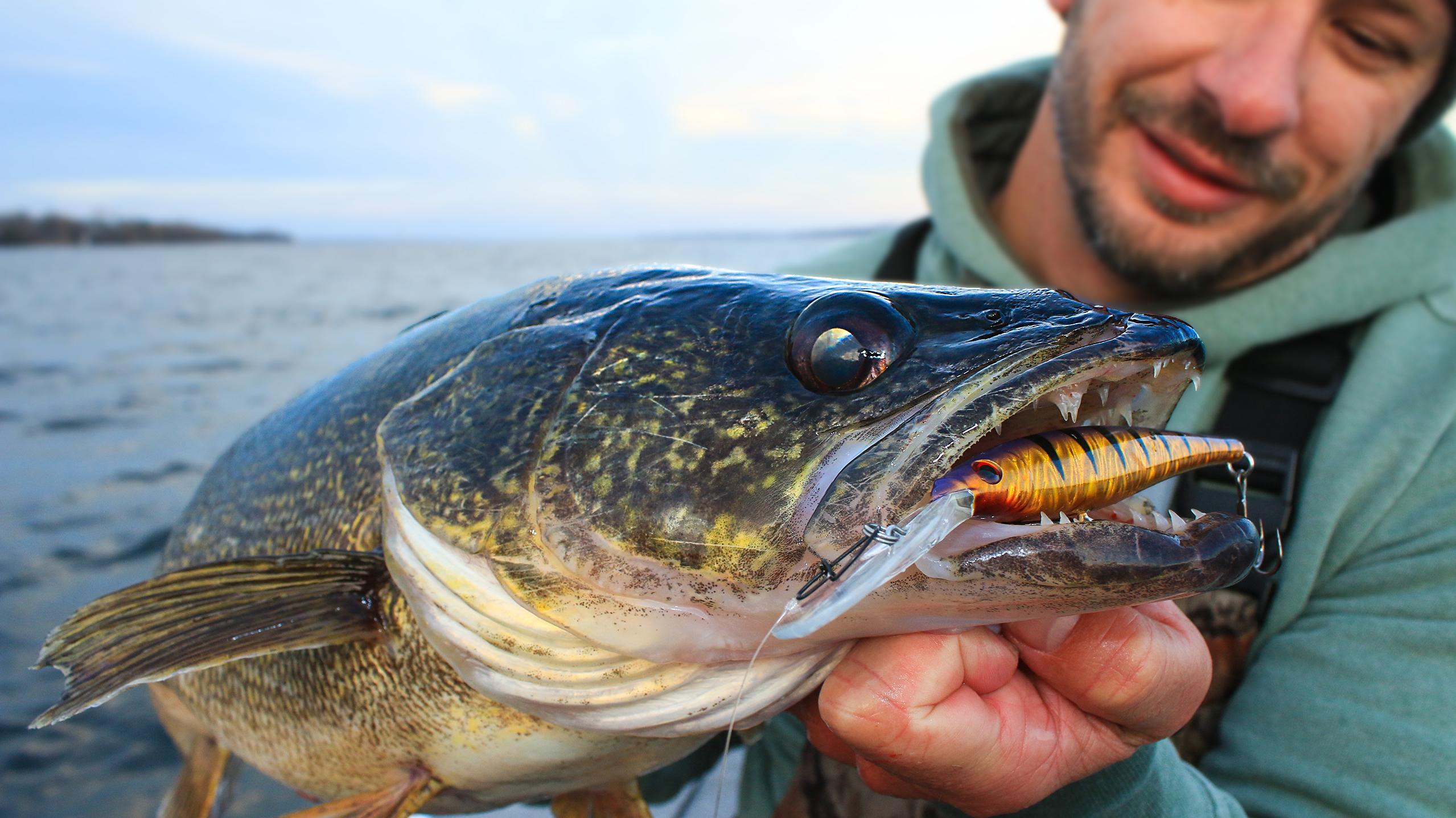 brass lure fishing bodies Amazon.com : Dr.Fish 30 Pack Brass Fishing Lure Bodies Fishing Sinker Brass  Weights Spinner Bait Lure Making Parts Saltwater Freshwater Bullet Sinkers  0.2X0.5 in : Sports & Outdoors