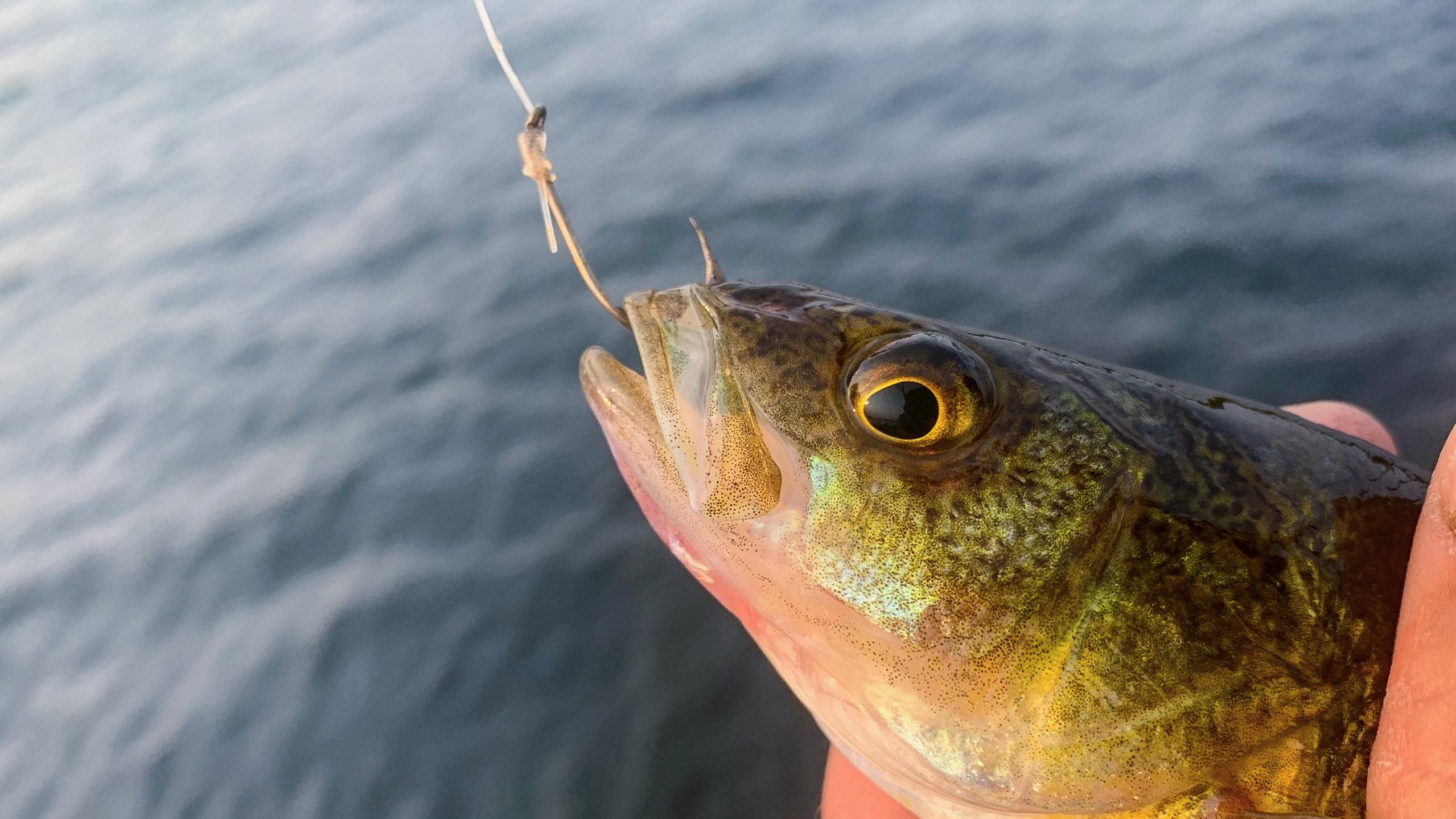 How to Unhook Fish Safely: Tips for Catch and Release Success How to Unhook Fish Safely: Tips for Catch and Release Success