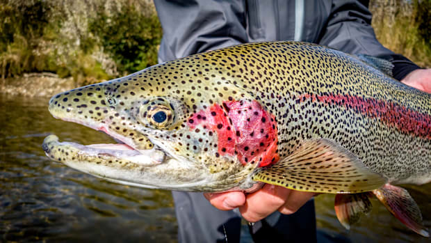 An angler holding on to a fish of a lifetime before he releases it. 