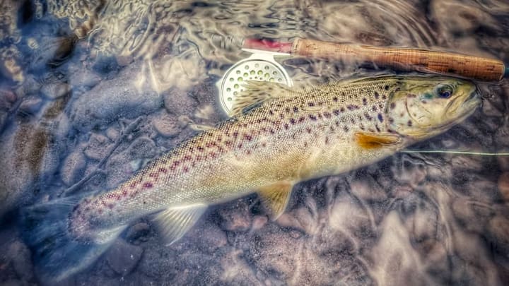 Solitude and Quiet Found on a Trout Stream/ Brown Trout, Hardy Bougle Fly Reel, Sage 99 4 Wt fly rod. Solitude and Quiet Found on a Trout Stream/ Brown Trout, Hardy Bougle Fly Reel, Sage 99 4 Wt fly rod.
