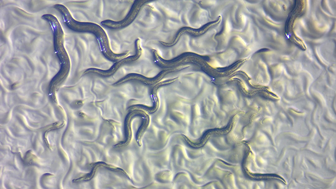 C. elegans nematodes in their squiggly, non-towering mode. C. elegans nematodes in their squiggly, non-towering mode.