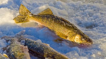 Fish Minnesota’s Red Lake for fast walleye action plus overlooked trophy pike, big crappies, and quality perch. Learn tips, regs, access, and where to stay this winter.