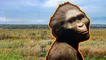 An artist’s rendering of what Lucy may have looked like in life.
