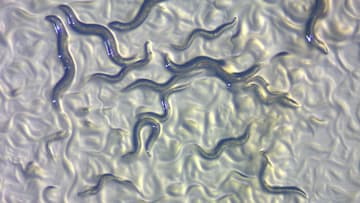 C. elegans nematodes in their squiggly, non-towering mode.
