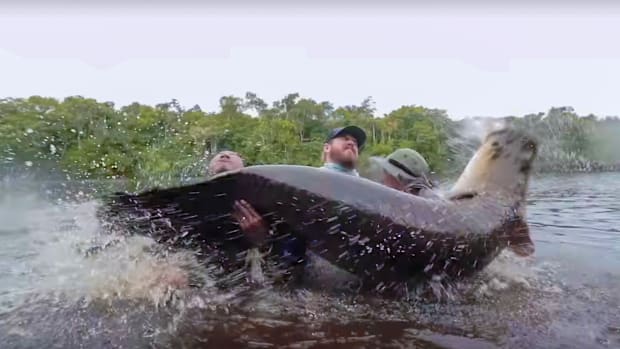 Three men, including Matt Allen, standing chest-deep in water, attempting to hold a violently thrashing Arapaima, their faces