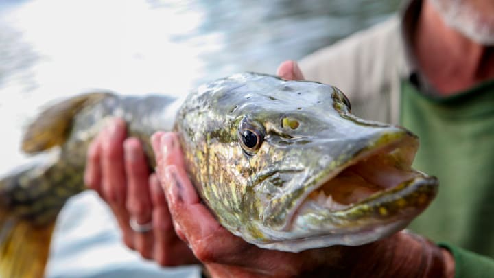Northern Pike caught in Southcentral Alaskan lakes have proven the species' ability to navigate brackish estuarine habitats, sparking urgent conservation measures. Northern Pike caught in Southcentral Alaskan lakes have proven the species' ability to navigate brackish estuarine habitats, sparking urgent conservation measures.