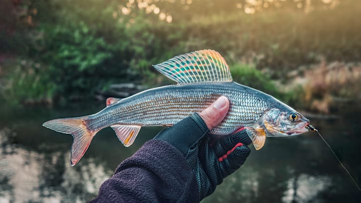 Hear how one angler chased a childhood dream to catch his bucket list fish, an arctic grayling in Alaska. Hear how one angler chased a childhood dream to catch his bucket list fish, an arctic grayling in Alaska.