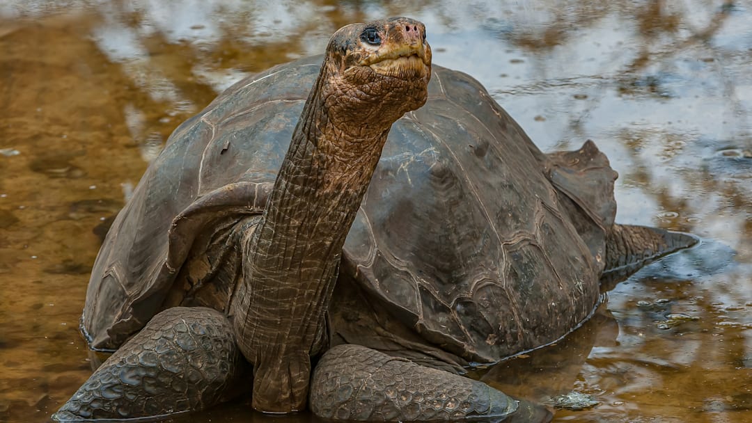 Lonesome George. Lonesome George.