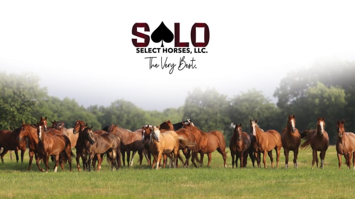 Solo Select Horses