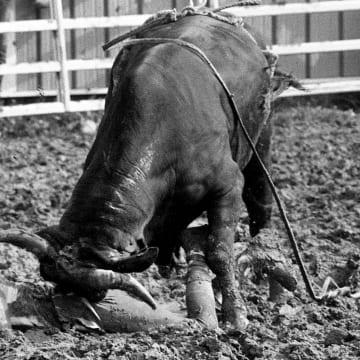 Rodeo clown Rick Helm wasn’t fast enough as he got knocked down by the bull while aiding a downed rider during the 25th annual Franklin Rodeo in Franklin, Tenn., on May 5, 1984.