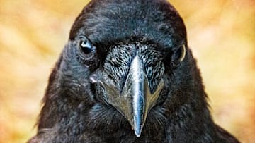 Ravens can look pretty intense.