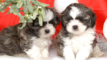 Kiss your pets under some artificial mistletoe. 