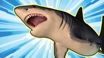 Don’t mess with the meg.