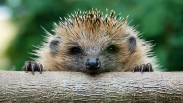 Felt cute, might be prickly later.