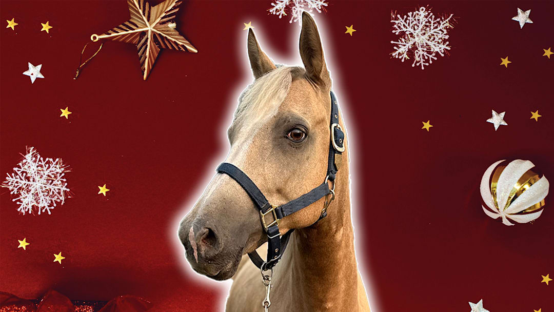 Love horses? Mark your calendar for December 13. Love horses? Mark your calendar for December 13.