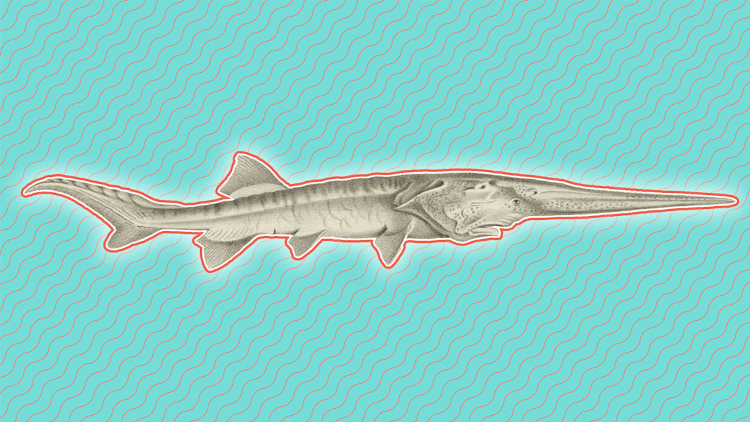 RIP, Chinese paddlefish. RIP, Chinese paddlefish.