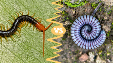 Centipedes and millipedes are actually quite different.