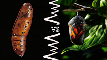 The cocoon is on the left and the chrysalis is on the right.